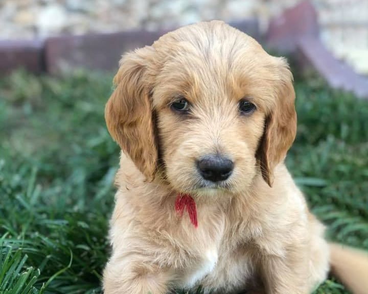 Do Goldendoodles Shed?