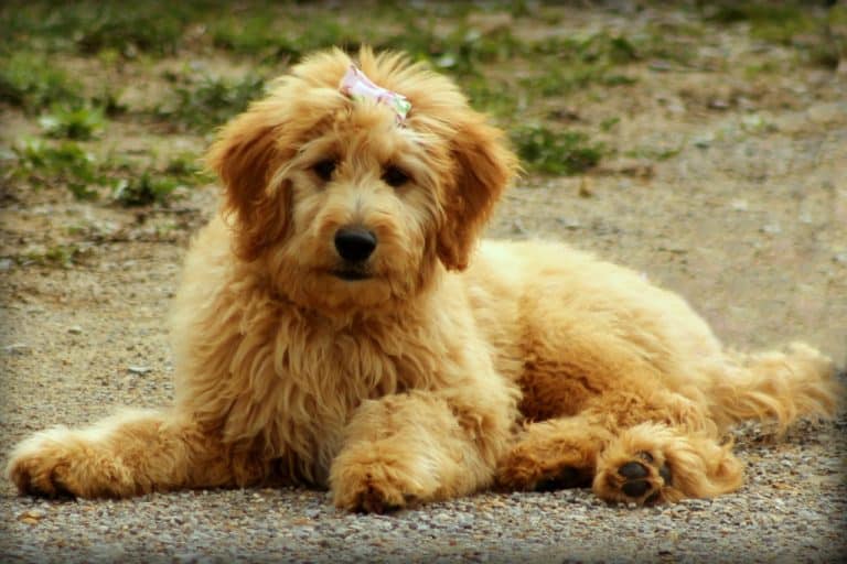 Do Goldendoodles Shed? All About the Popular Poodle Crossbreed