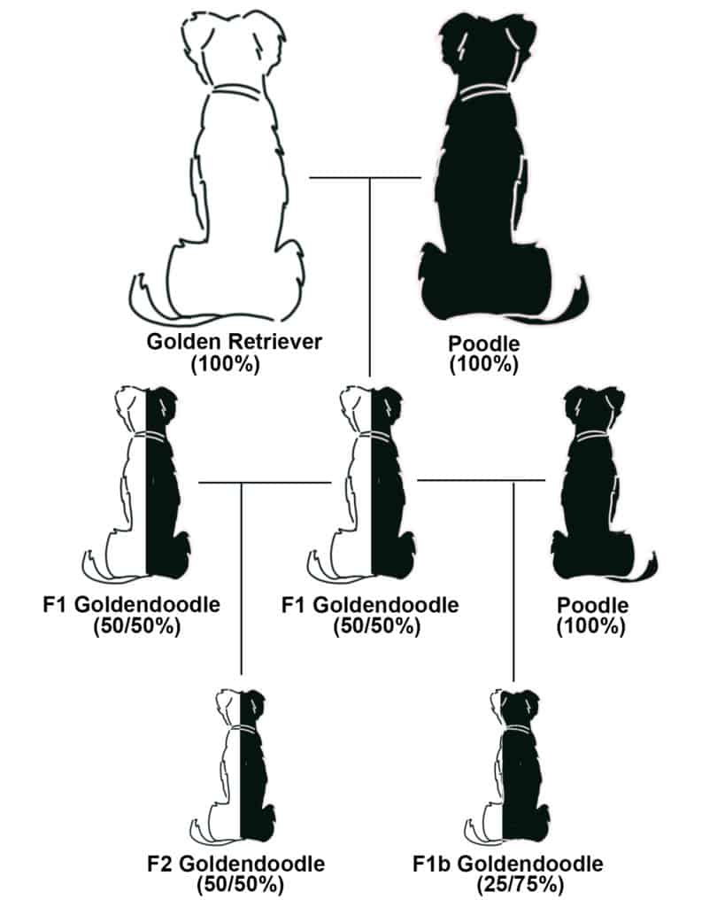 Doodle dog generations for F1 vs F1b comparisons.
