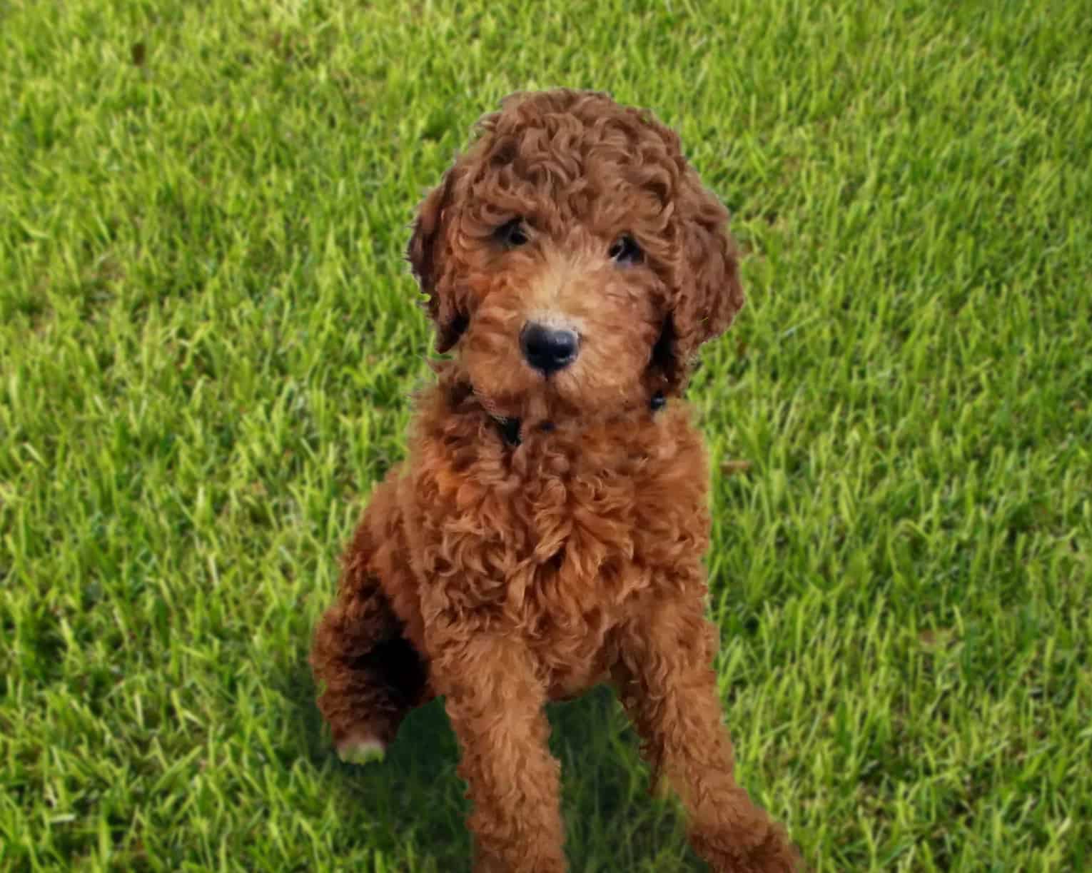 What Is An F1B Goldendoodle? Doodle Tips