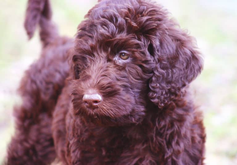 What is an Australian Labradoodle? Are They Different From The American Breed?