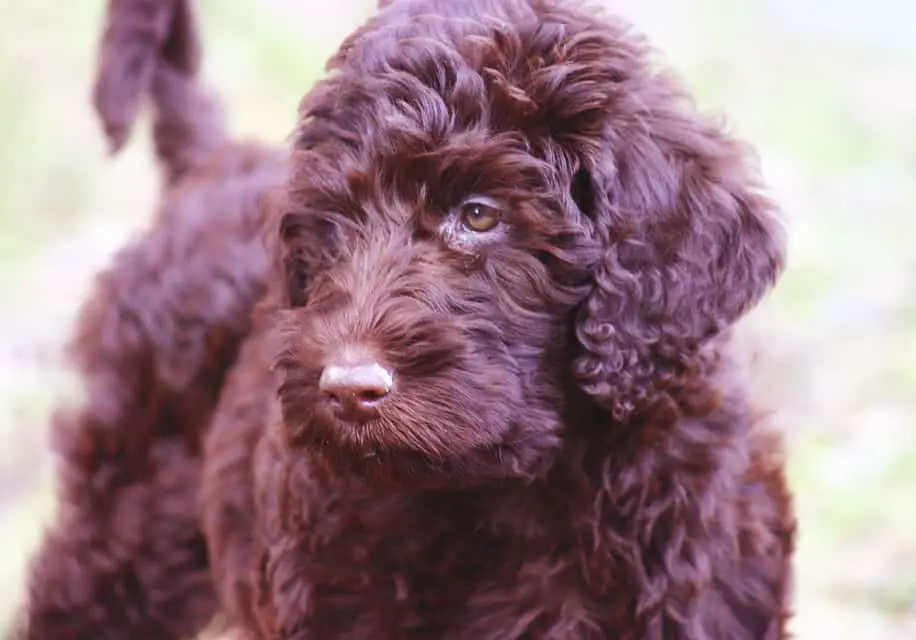 Etableret teori Væsen Almægtig What is an Australian Labradoodle? There Is A Difference – Doodle Tips