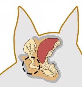 Illustration of a Canine Ear Canal