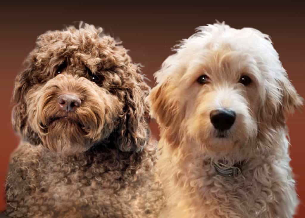 Labradoodle-vs-Goldendoodle