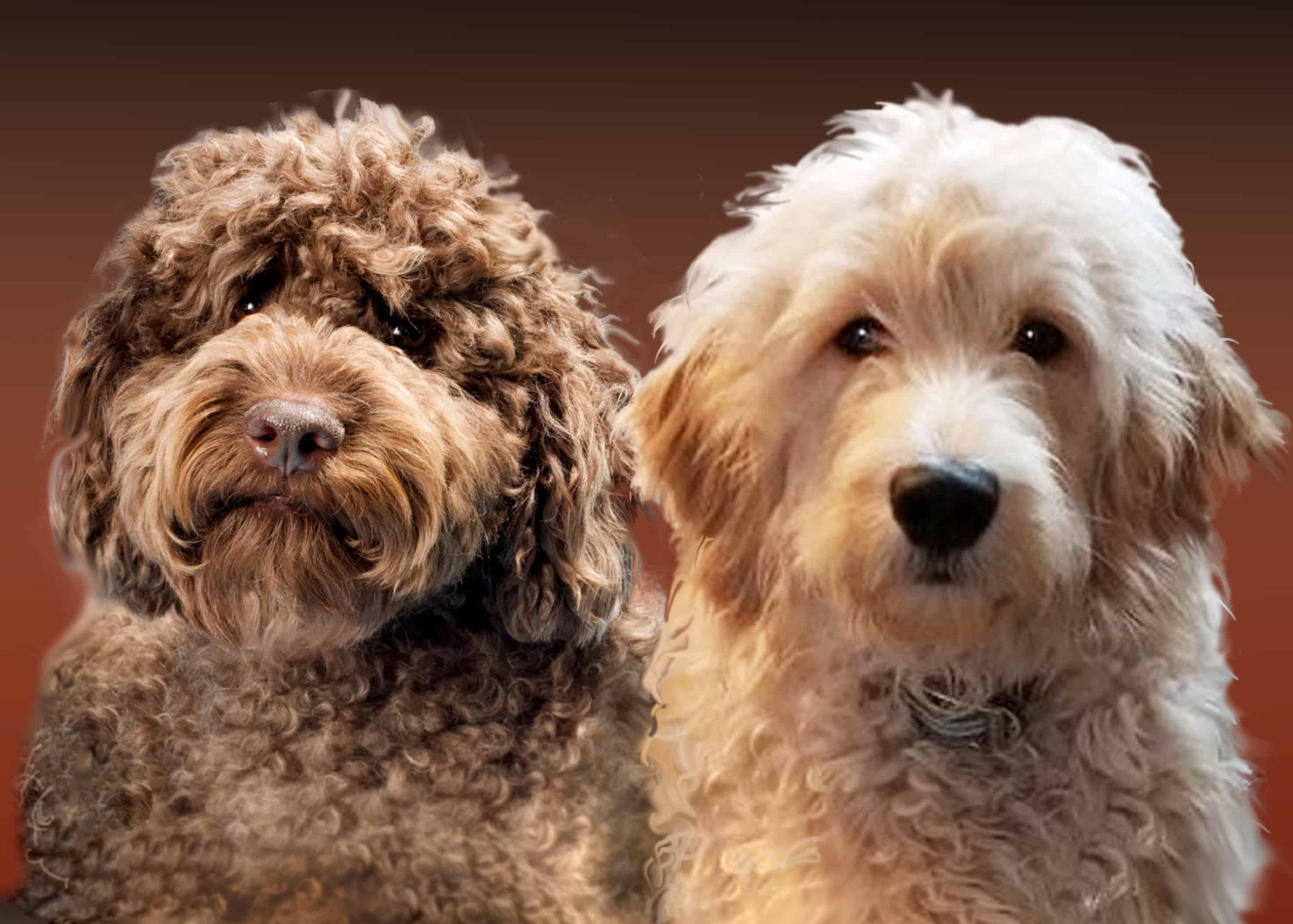 pictures of labradoodles and goldendoodles