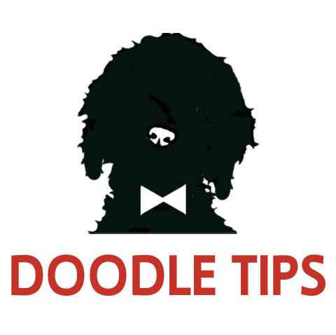 Doodle Tips – Frequently Asked Questions About Your Poodle-Mix Companion