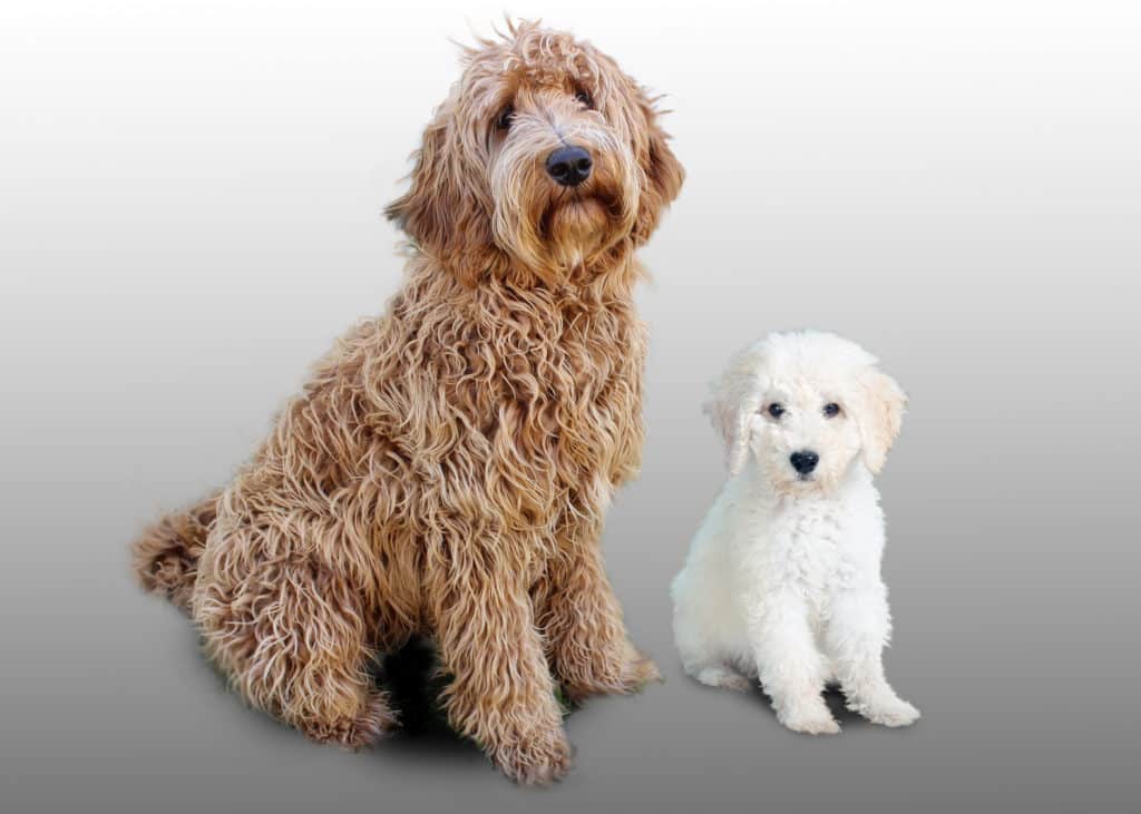 australian labradoodle life expectancy