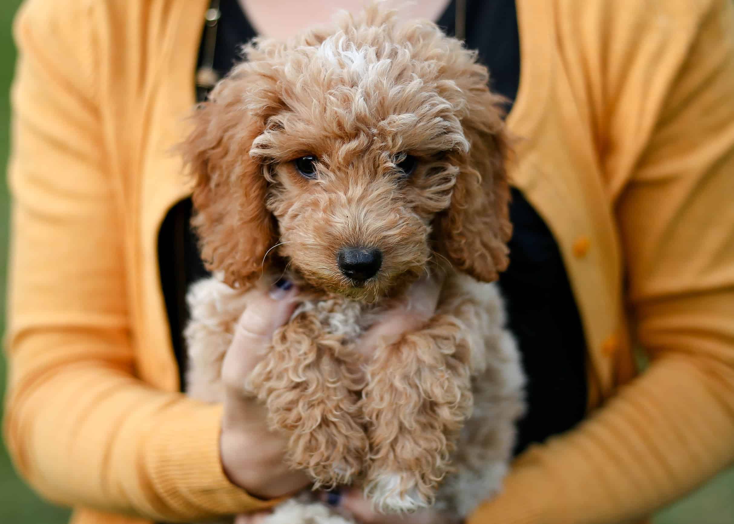 mini english teddybear goldendoodle