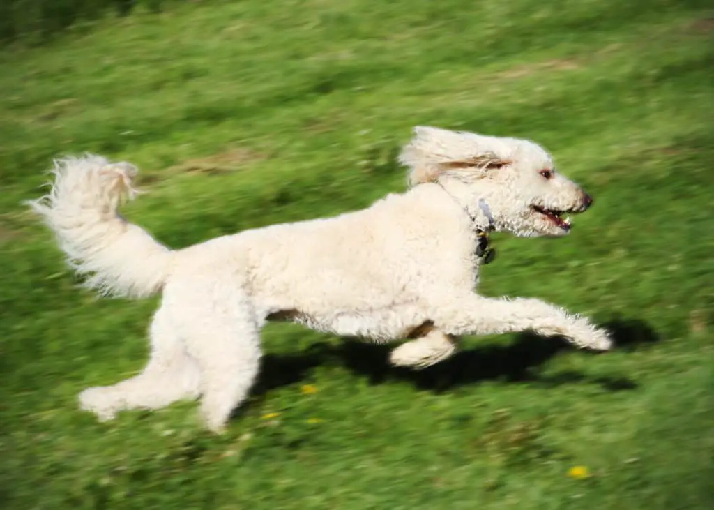 running companion dogs