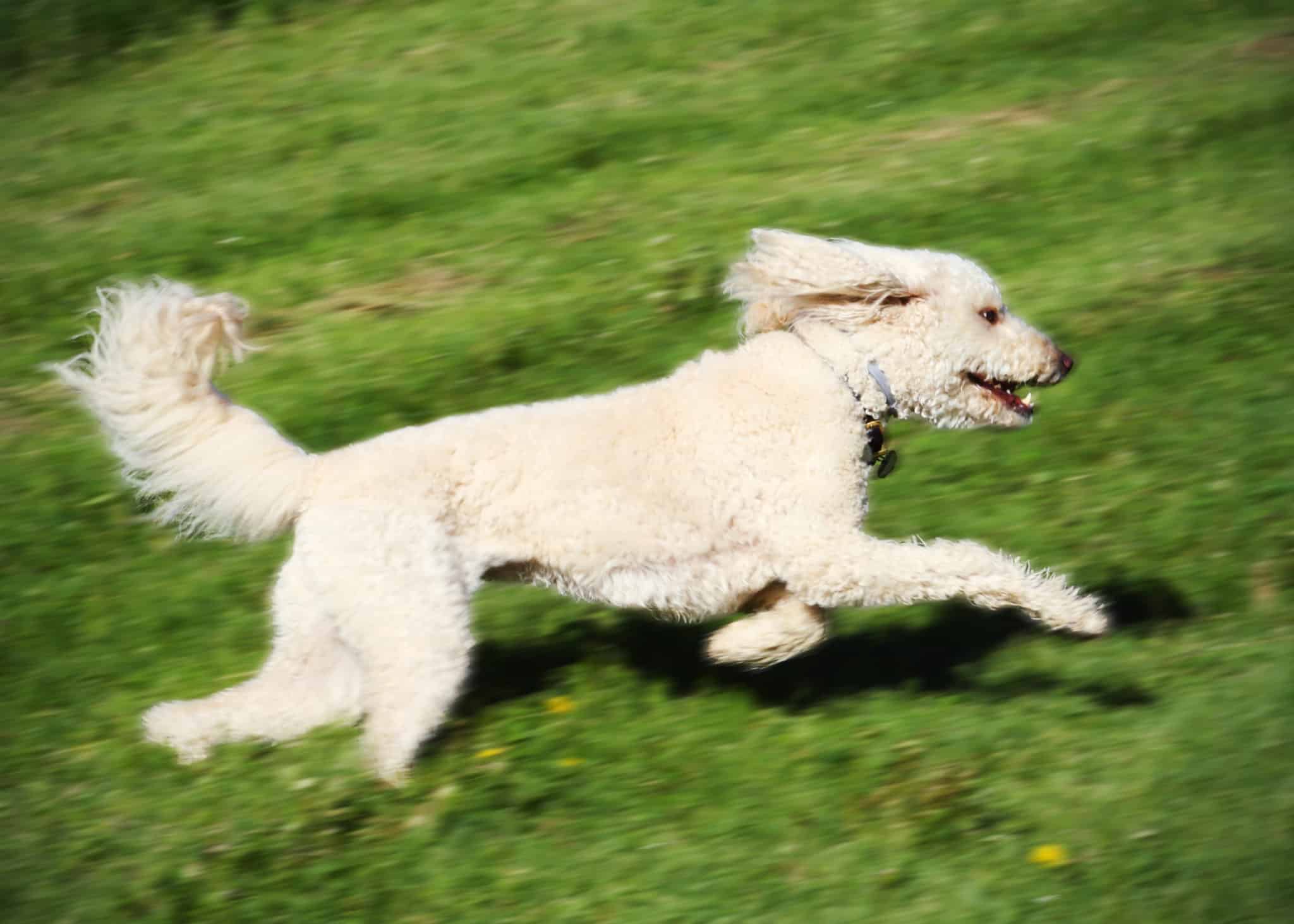 Are Labradoodles Good Running Partners? Doodle Tips