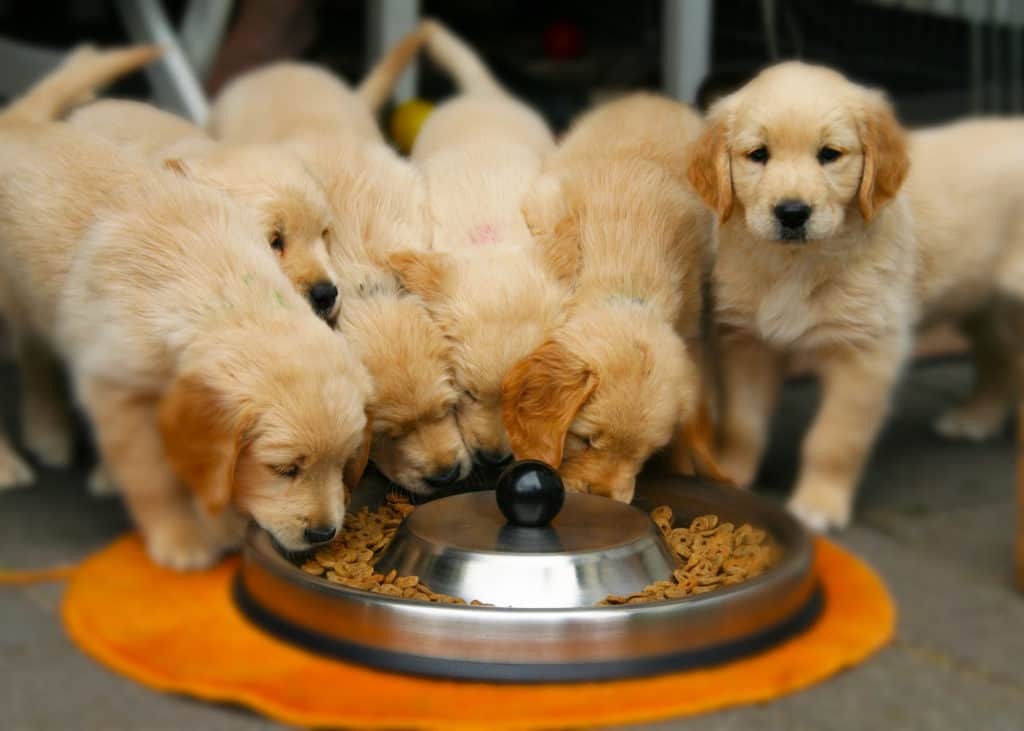 what to feed a goldendoodle puppy