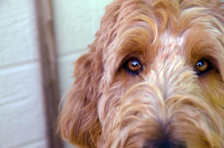 How To Help A Labradoodle That Is Scared Of Everything
