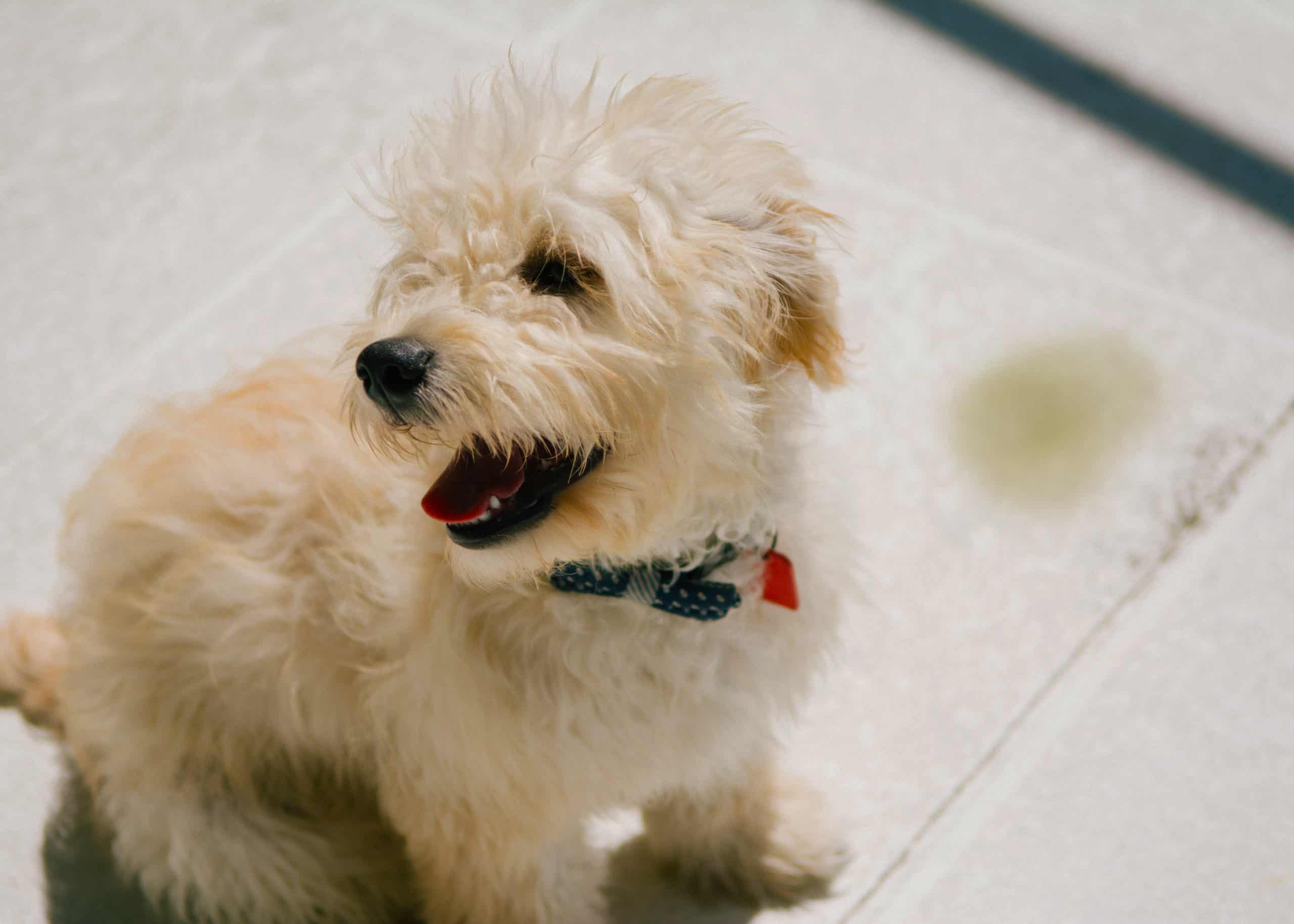 Potty Training A Goldendoodle