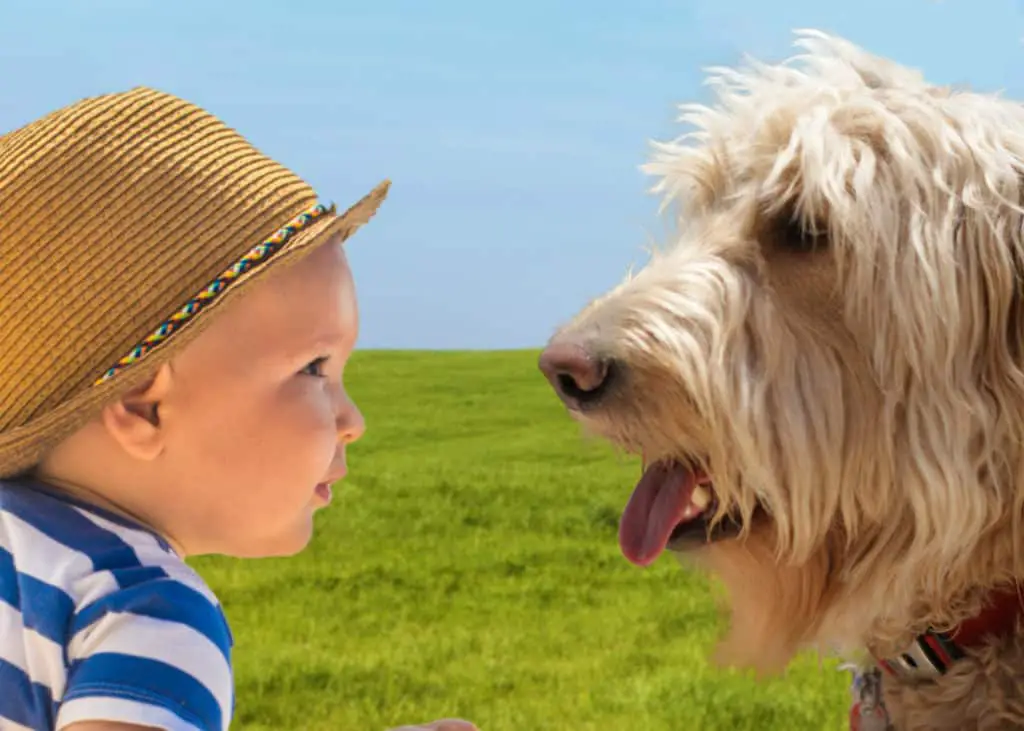 baby goldendoodles