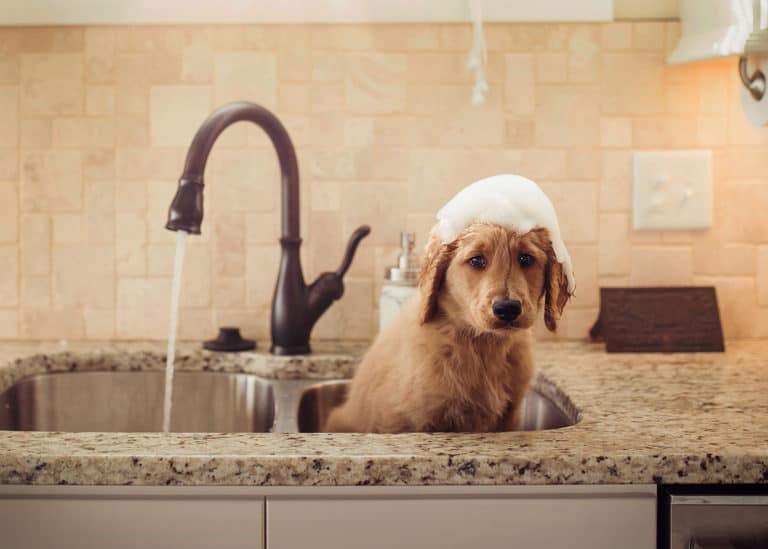 The Guide to Bathing a Labradoodle (How, How Often & Why)