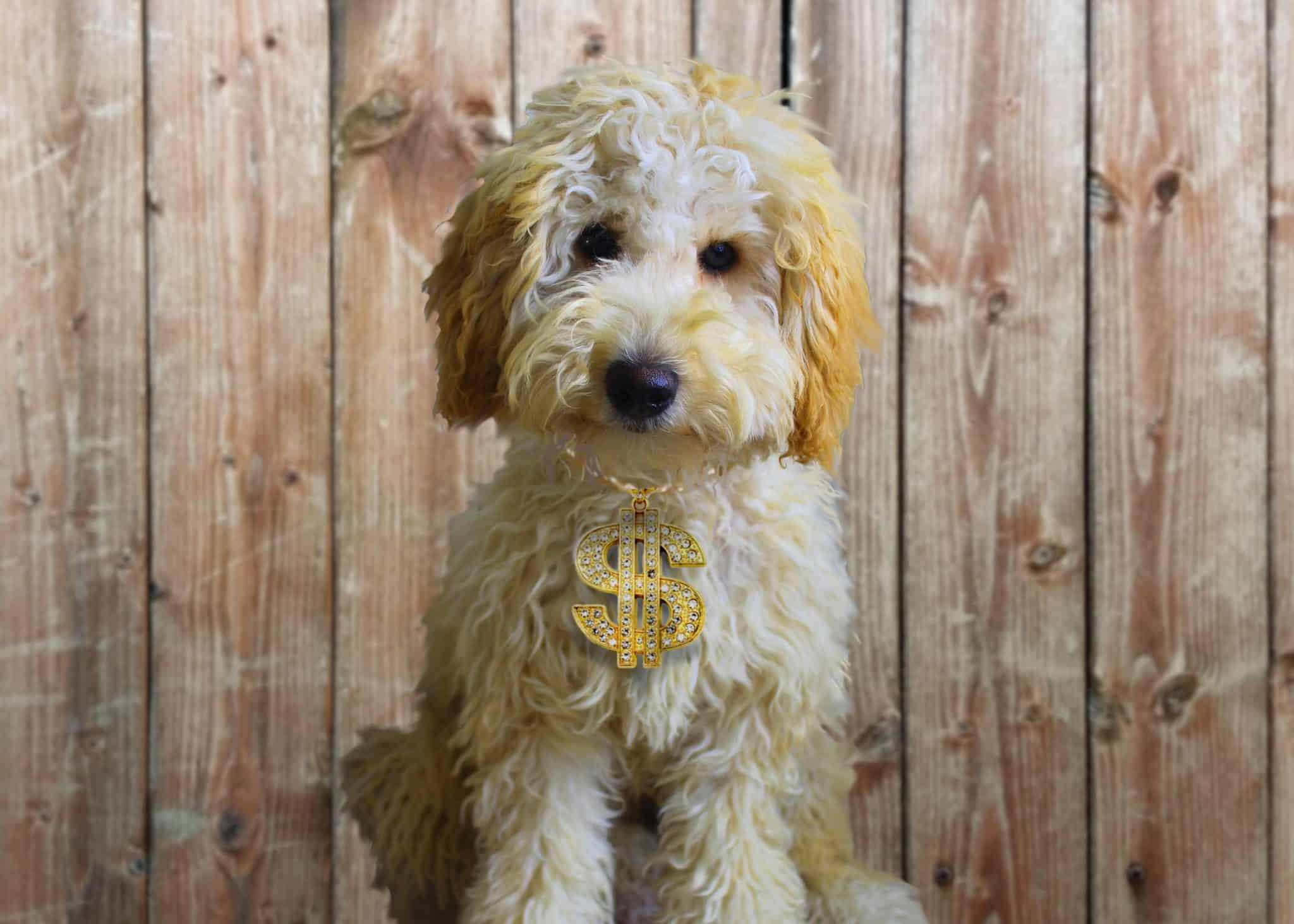 13 Reasons Labradoodles are So Expensive (and Worth It) Doodle Tips