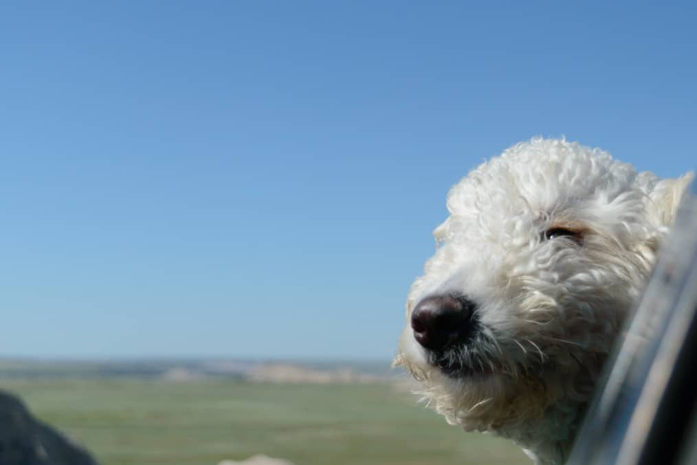 Goldendoodle on the move