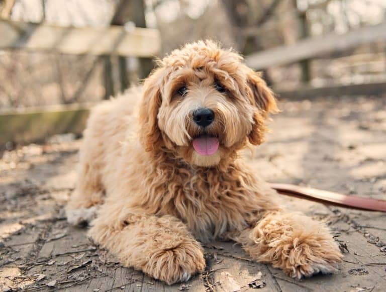 Australian Goldendoodle Vs Australian Labradoodle: Is There A Difference?