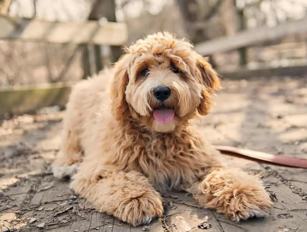 Australian Goldendoodle Vs Australian Is There A Difference? – Doodle Tips