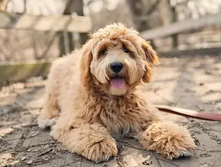 lån Ofre Mart Australian Goldendoodle Vs Australian Labradoodle: Is There A Difference? –  Doodle Tips