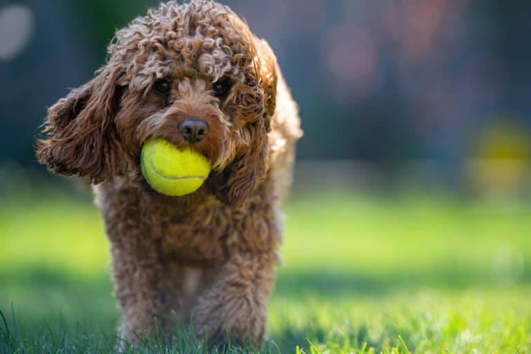 How To Keep Your Doodle Dog Active And Fit: Exercise Tips And Ideas