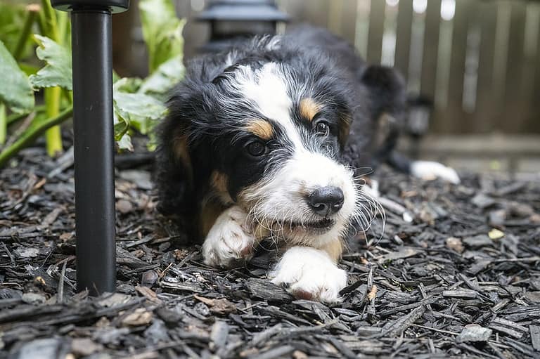 Bernedoodle Potty Training Made Easy: Tips and Tricks