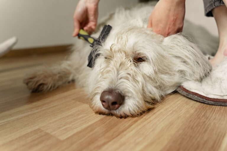 Doodle Hates Being Brushed? Tips for Easy Grooming