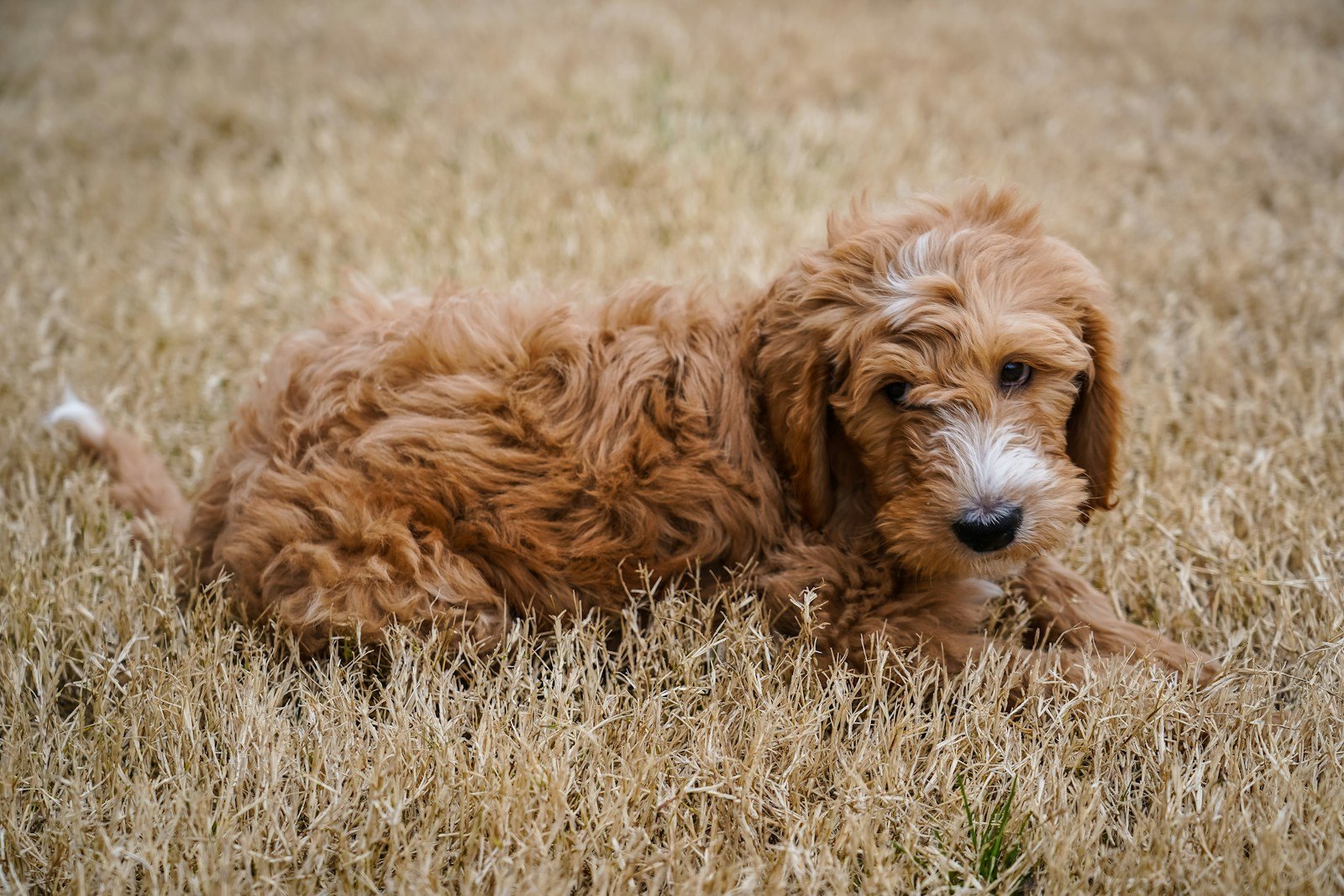F1 vs. F1B Goldendoodle: Key Differences, Shedding, and Best Choice for You 1 F1B Goldendoodle